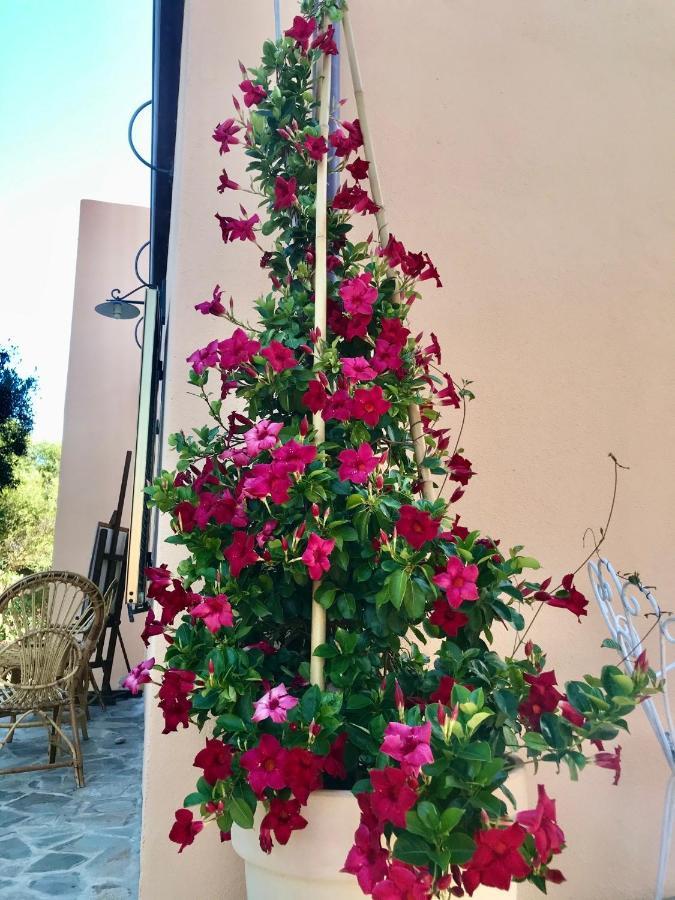 Le 25 Tartarughe Acomodação com café da manhã Santa Teresa Gallura Exterior foto